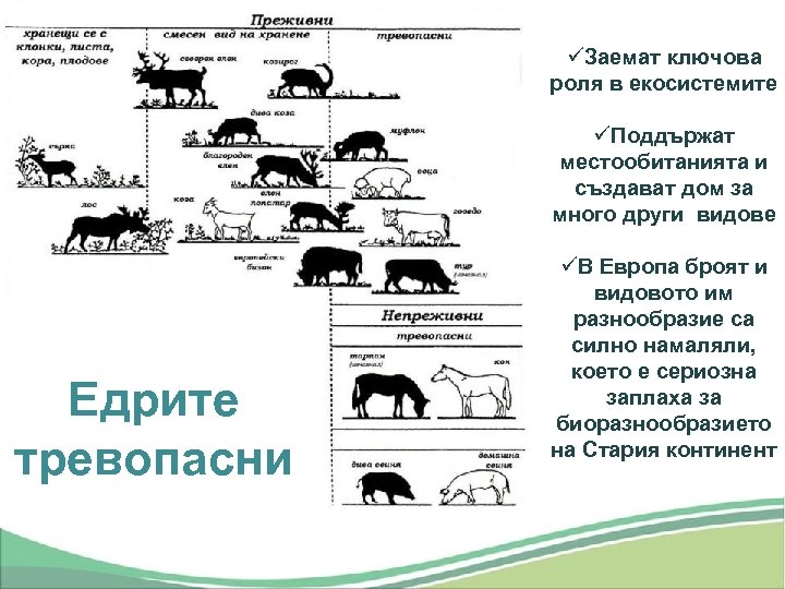 üЗаемат ключова роля в екосистемите üПоддържат местообитанията и създават дом за много други видове