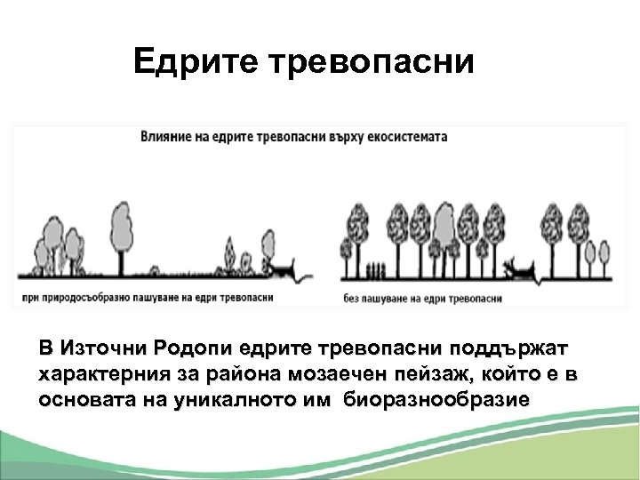 Едрите тревопасни В Източни Родопи едрите тревопасни поддържат характерния за района мозаечен пейзаж, който