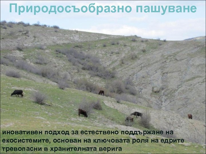 Природосъобразно пашуване иновативен подход за естествено поддържане на екосистемите, основан на ключовата роля на