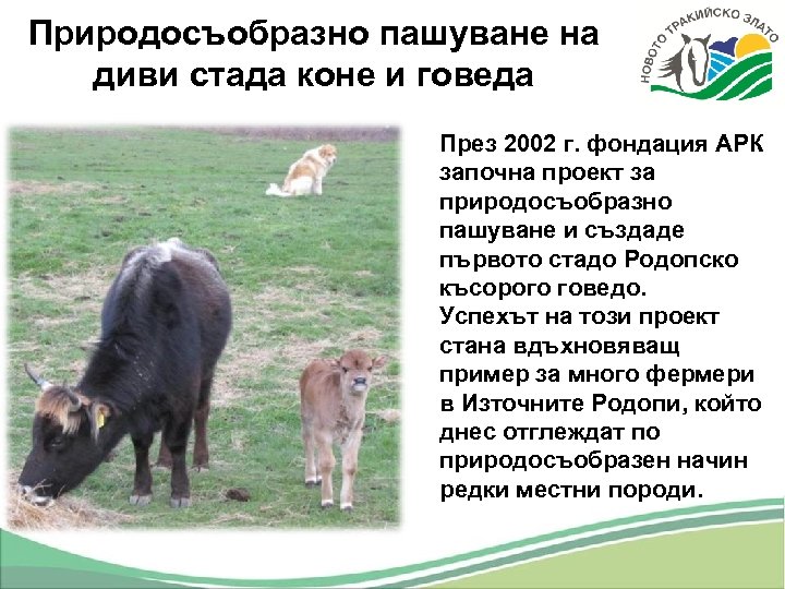 Природосъобразно пашуване на диви стада коне и говеда През 2002 г. фондация АРК започна
