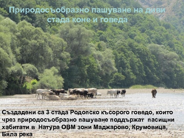 Природосъобразно пашуване на диви стада коне и говеда Създадени са 3 стада Родопско късорого