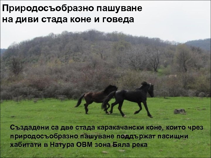 Природосъобразно пашуване на диви стада коне и говеда Създадени са две стада каракачански коне,