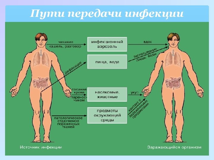Пути передачи инфекции 