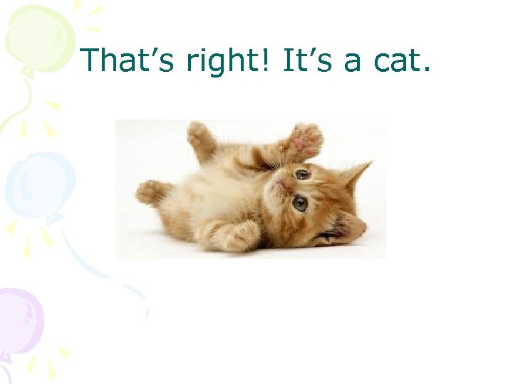 That’s right! It’s a cat. 