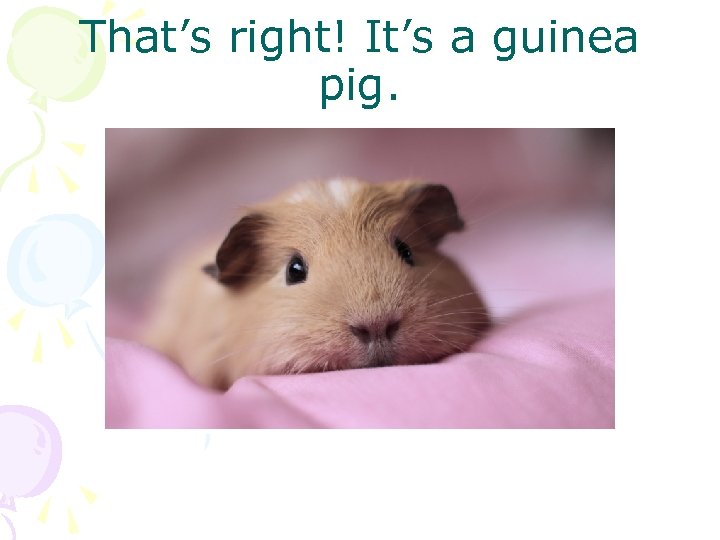 That’s right! It’s a guinea pig. 