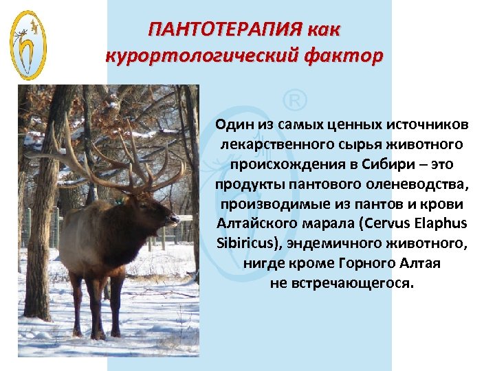 ПАНТОТЕРАПИЯ как курортологический фактор Один из самых ценных источников лекарственного сырья животного происхождения в