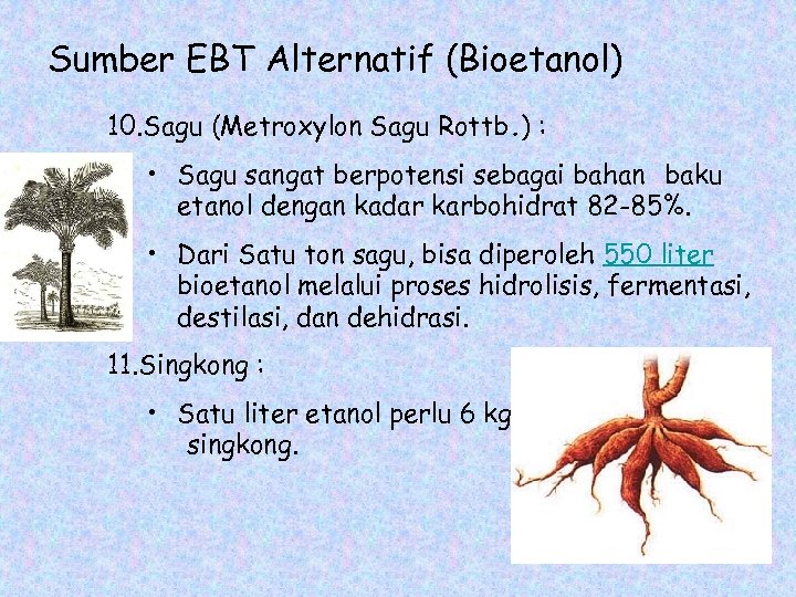 Sumber EBT Alternatif (Bioetanol) 10. Sagu (Metroxylon Sagu Rottb. ) : • Sagu sangat