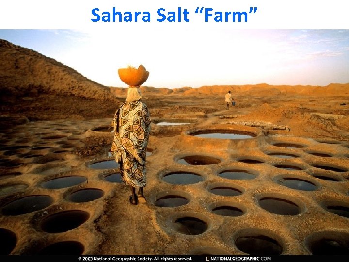 Sahara Salt “Farm” 