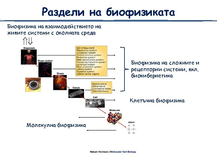 Раздели на биофизиката Биофизика на взаимодействието на живите системи с околната среда Биофизика на