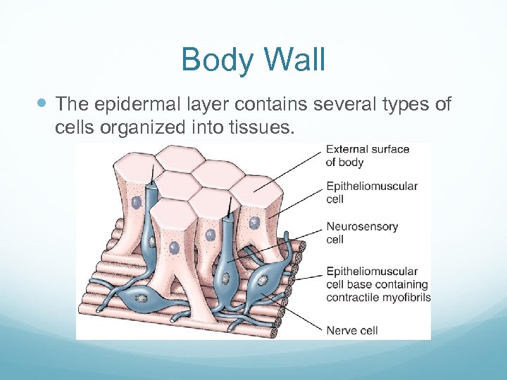 Body Wall The epidermal layer contains several types of cells organized into tissues. 