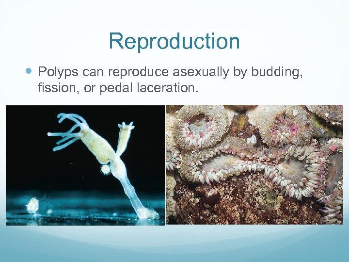 Reproduction Polyps can reproduce asexually by budding, fission, or pedal laceration. 