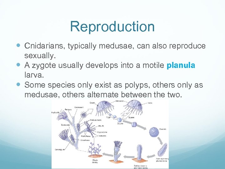 Reproduction Cnidarians, typically medusae, can also reproduce sexually. A zygote usually develops into a