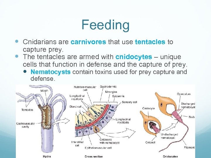 Feeding Cnidarians are carnivores that use tentacles to capture prey. The tentacles are armed