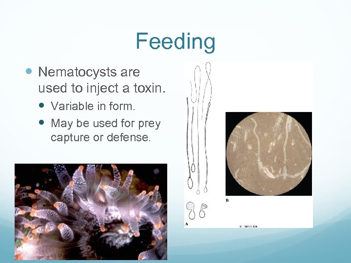 Feeding Nematocysts are used to inject a toxin. Variable in form. May be used