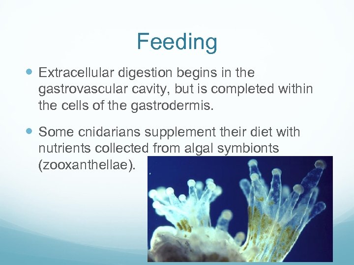 Feeding Extracellular digestion begins in the gastrovascular cavity, but is completed within the cells