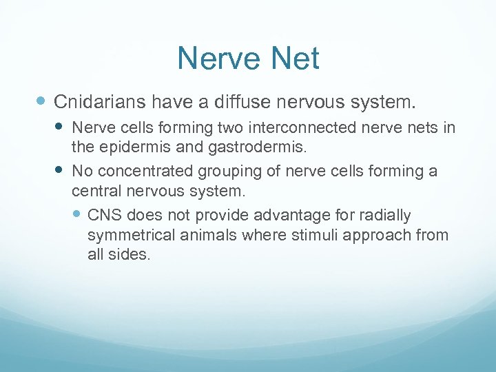 Nerve Net Cnidarians have a diffuse nervous system. Nerve cells forming two interconnected nerve