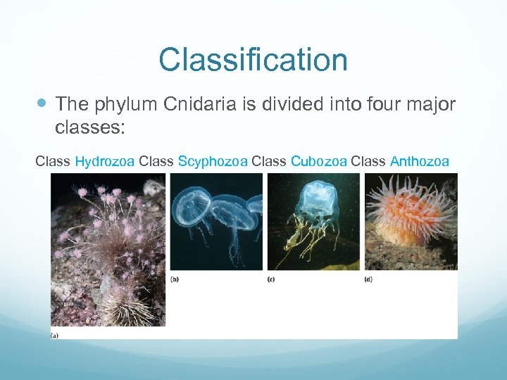 Classification The phylum Cnidaria is divided into four major classes: Class Hydrozoa Class Scyphozoa