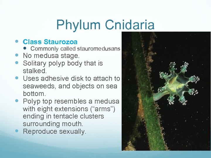 Phylum Cnidaria Class Staurozoa Commonly called stauromedusans No medusa stage. Solitary polyp body that