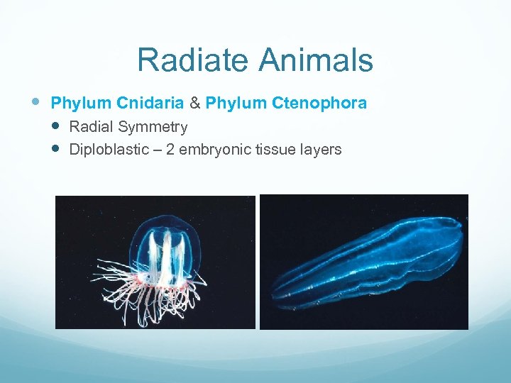 Radiate Animals Phylum Cnidaria & Phylum Ctenophora Radial Symmetry Diploblastic – 2 embryonic tissue