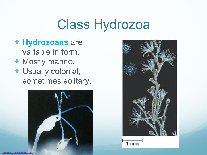 Class Hydrozoans are variable in form. Mostly marine. Usually colonial, sometimes solitary. http: //youtu.