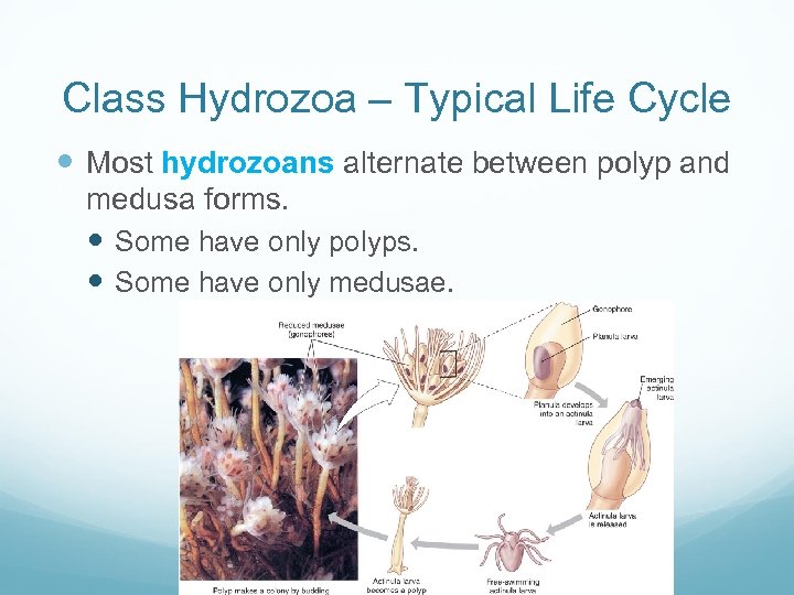 Class Hydrozoa – Typical Life Cycle Most hydrozoans alternate between polyp and medusa forms.