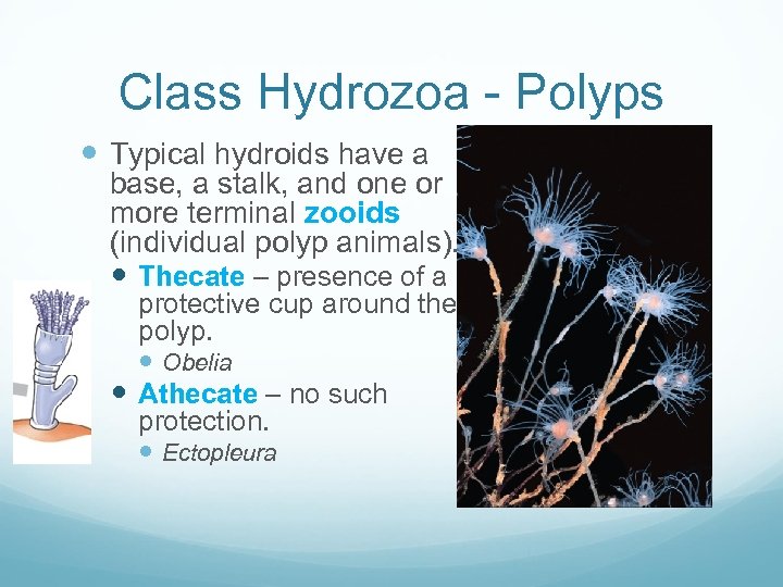 Class Hydrozoa - Polyps Typical hydroids have a base, a stalk, and one or