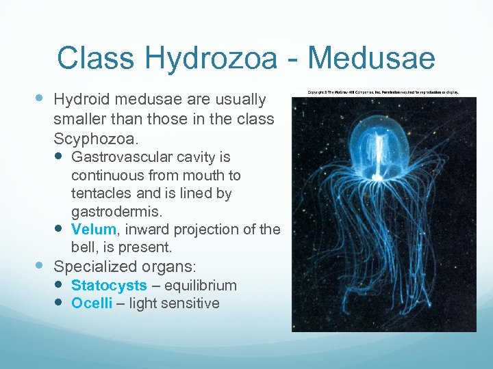 Class Hydrozoa - Medusae Hydroid medusae are usually smaller than those in the class