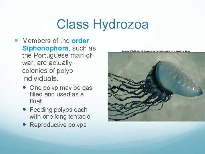 Class Hydrozoa Members of the order Siphonophora, such as the Portuguese man-ofwar, are actually