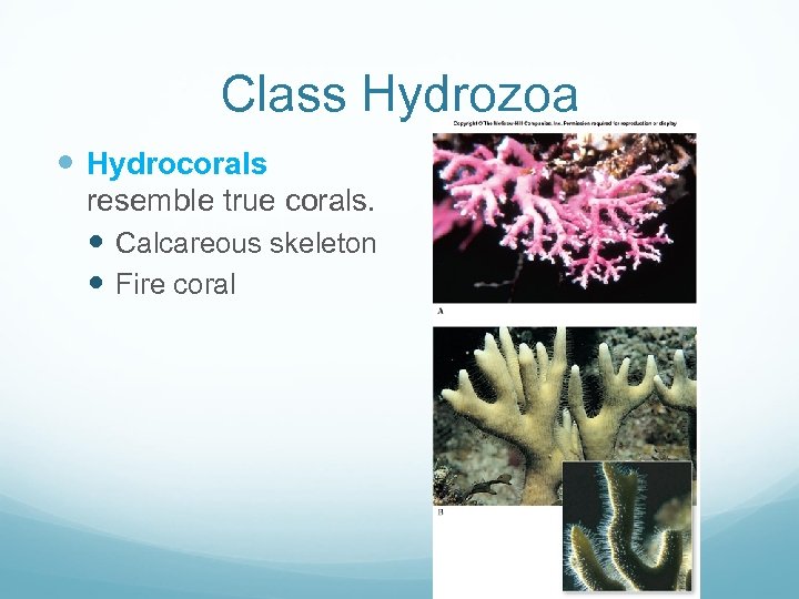 Class Hydrozoa Hydrocorals resemble true corals. Calcareous skeleton Fire coral 