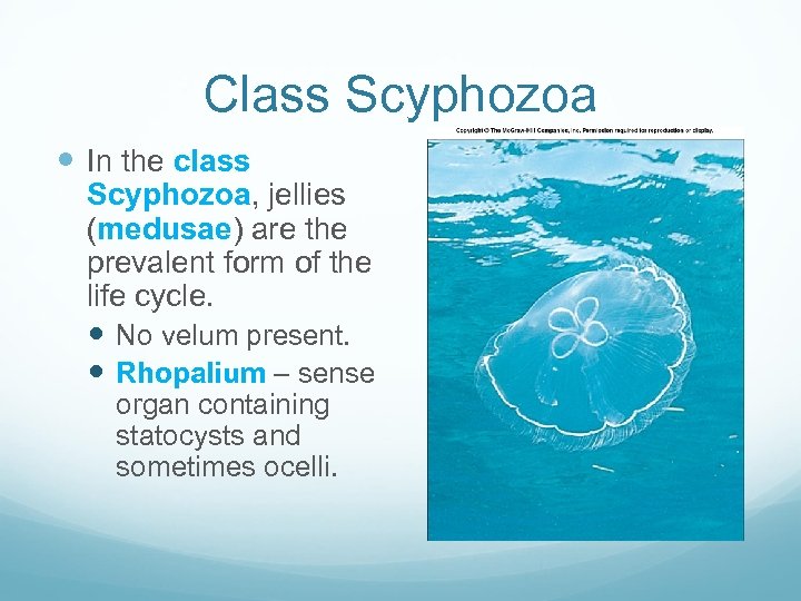 Class Scyphozoa In the class Scyphozoa, jellies (medusae) are the prevalent form of the