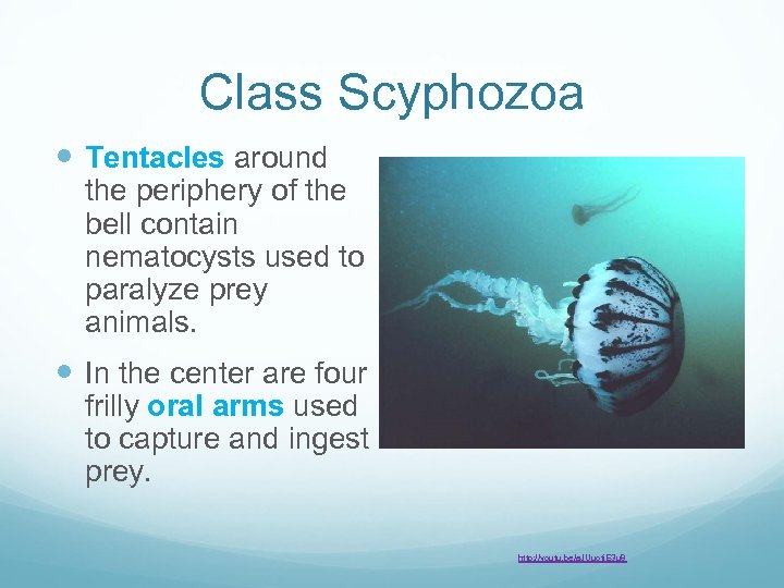 Class Scyphozoa Tentacles around the periphery of the bell contain nematocysts used to paralyze