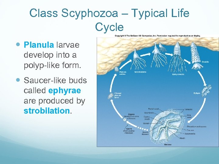 Class Scyphozoa – Typical Life Cycle Planula larvae develop into a polyp-like form. Saucer-like