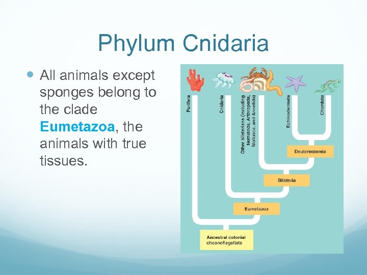 Phylum Cnidaria All animals except sponges belong to the clade Eumetazoa, the animals with