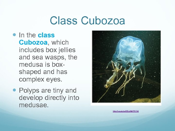 Class Cubozoa In the class Cubozoa, which includes box jellies and sea wasps, the