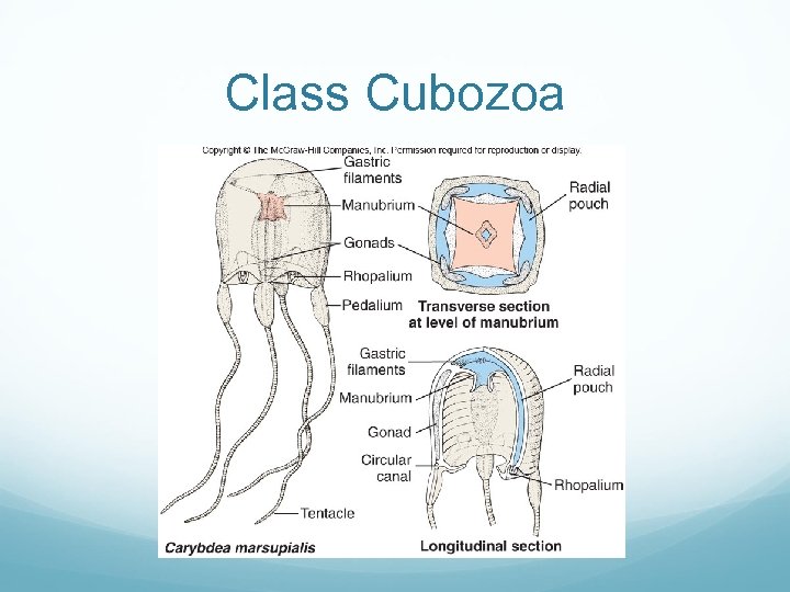 Class Cubozoa 