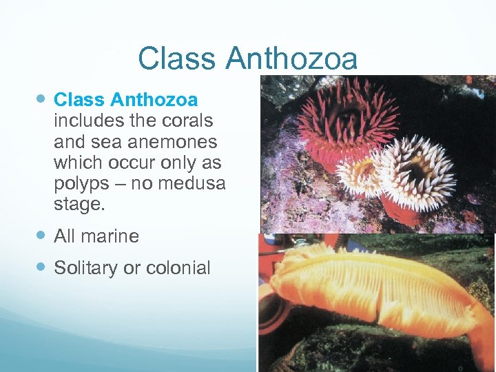 Class Anthozoa includes the corals and sea anemones which occur only as polyps –