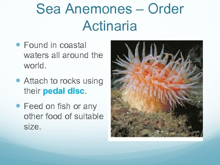 Sea Anemones – Order Actinaria Found in coastal waters all around the world. Attach