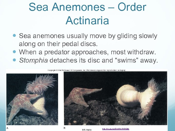 Sea Anemones – Order Actinaria Sea anemones usually move by gliding slowly along on