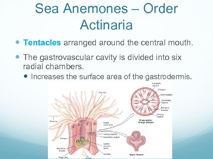 Sea Anemones – Order Actinaria Tentacles arranged around the central mouth. The gastrovascular cavity