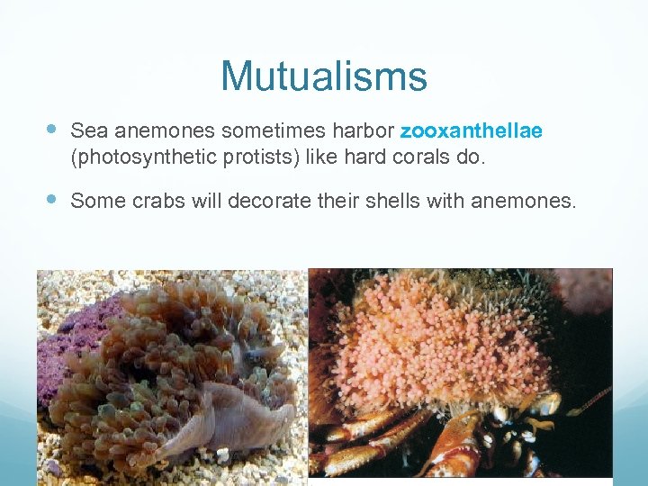 Mutualisms Sea anemones sometimes harbor zooxanthellae (photosynthetic protists) like hard corals do. Some crabs