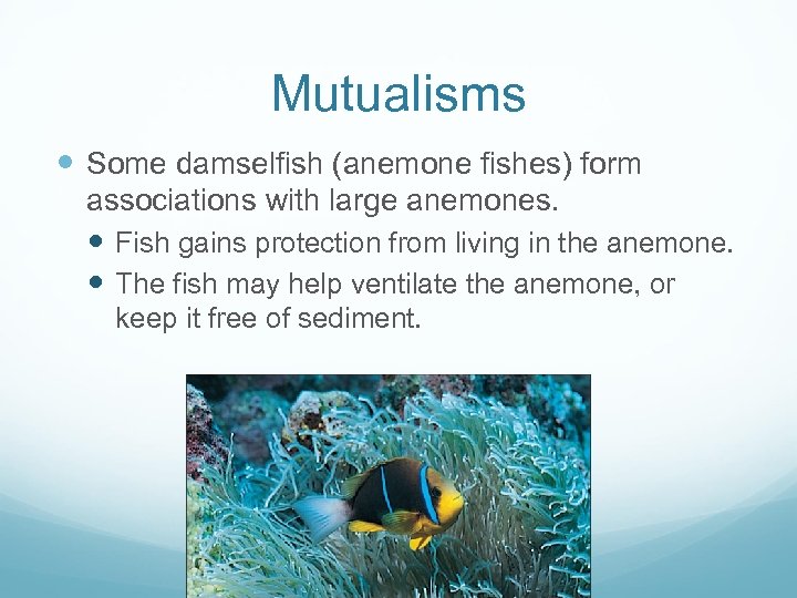 Mutualisms Some damselfish (anemone fishes) form associations with large anemones. Fish gains protection from