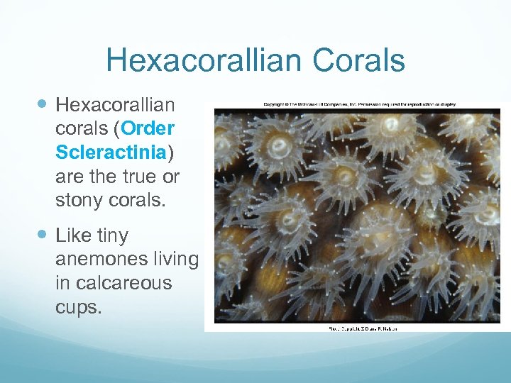 Hexacorallian Corals Hexacorallian corals (Order Scleractinia) are the true or stony corals. Like tiny