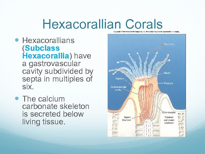 Hexacorallian Corals Hexacorallians (Subclass Hexacorallia) have a gastrovascular cavity subdivided by septa in multiples