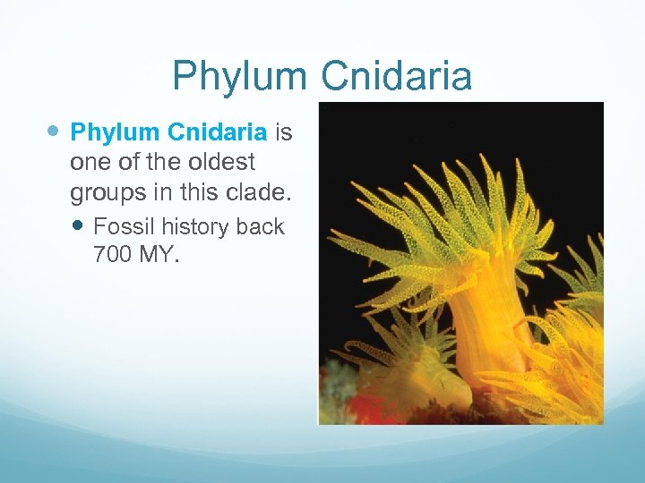 Phylum Cnidaria is one of the oldest groups in this clade. Fossil history back