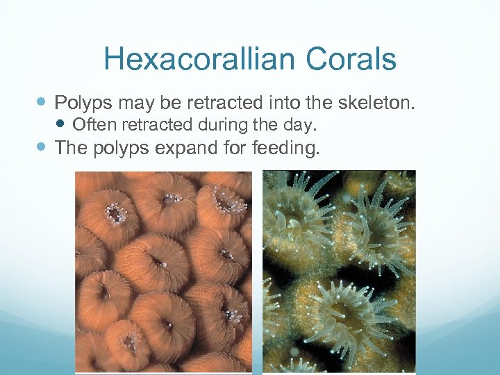 Hexacorallian Corals Polyps may be retracted into the skeleton. Often retracted during the day.