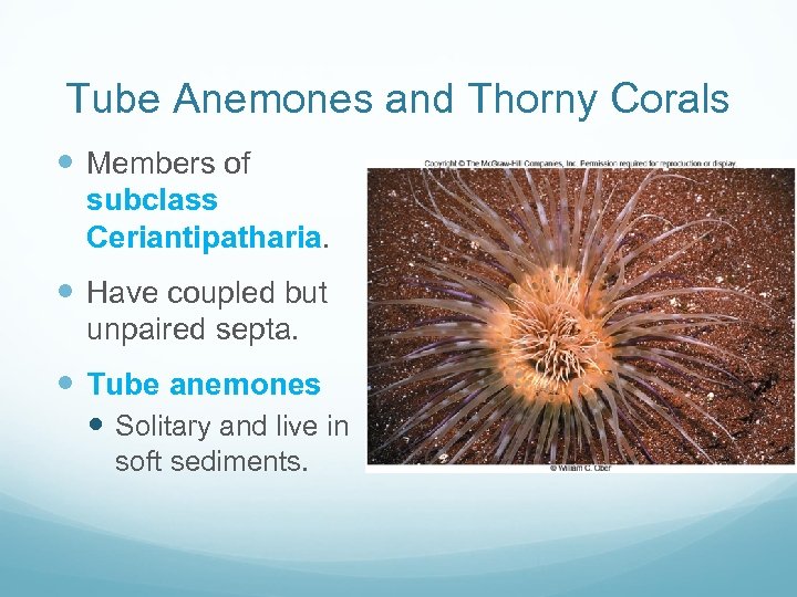 Tube Anemones and Thorny Corals Members of subclass Ceriantipatharia. Have coupled but unpaired septa.