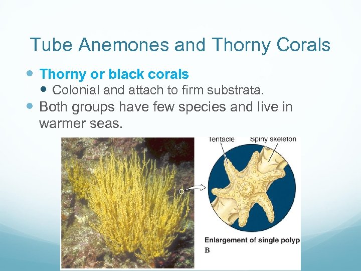 Tube Anemones and Thorny Corals Thorny or black corals Colonial and attach to firm