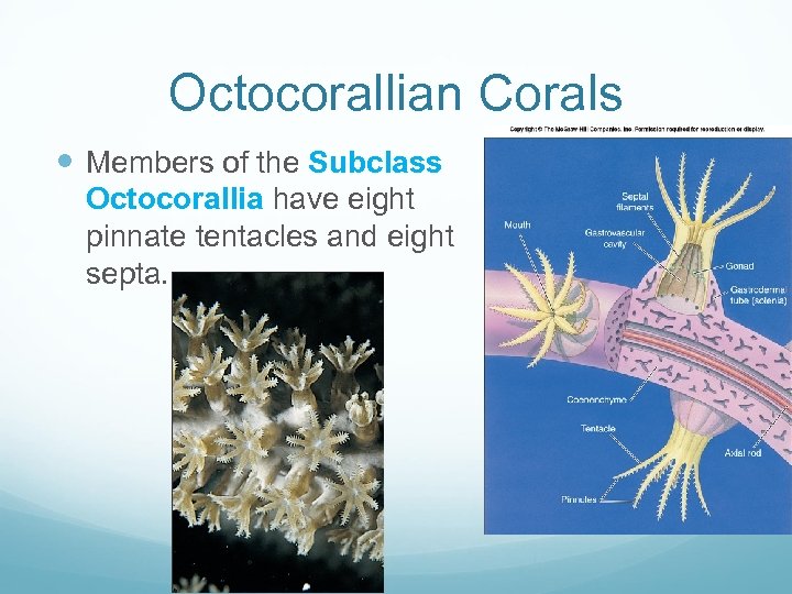 Octocorallian Corals Members of the Subclass Octocorallia have eight pinnate tentacles and eight septa.