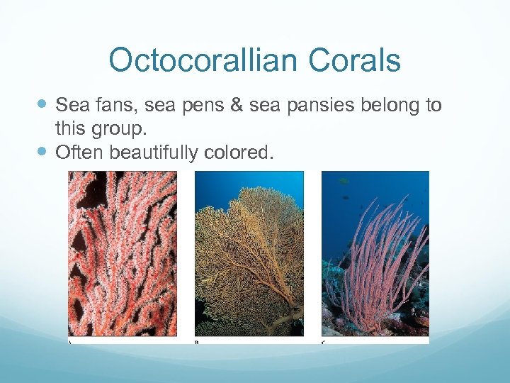 Octocorallian Corals Sea fans, sea pens & sea pansies belong to this group. Often