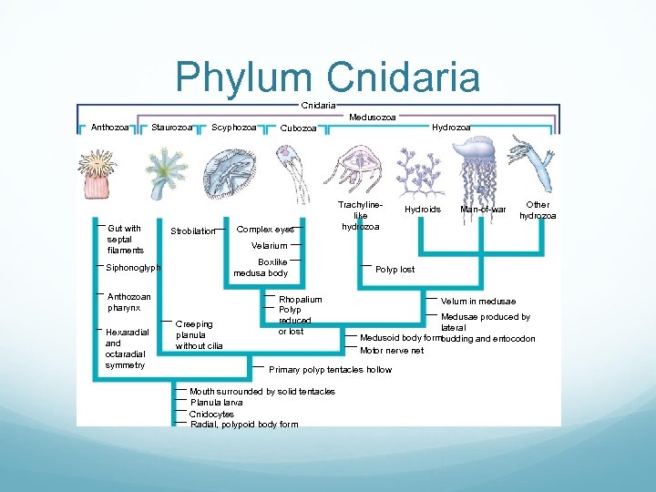 Phylum Cnidaria Medusozoa Anthozoa Staurozoa Gut with septal filaments Scyphozoa Strobilation Complex eyes Trachylinelike